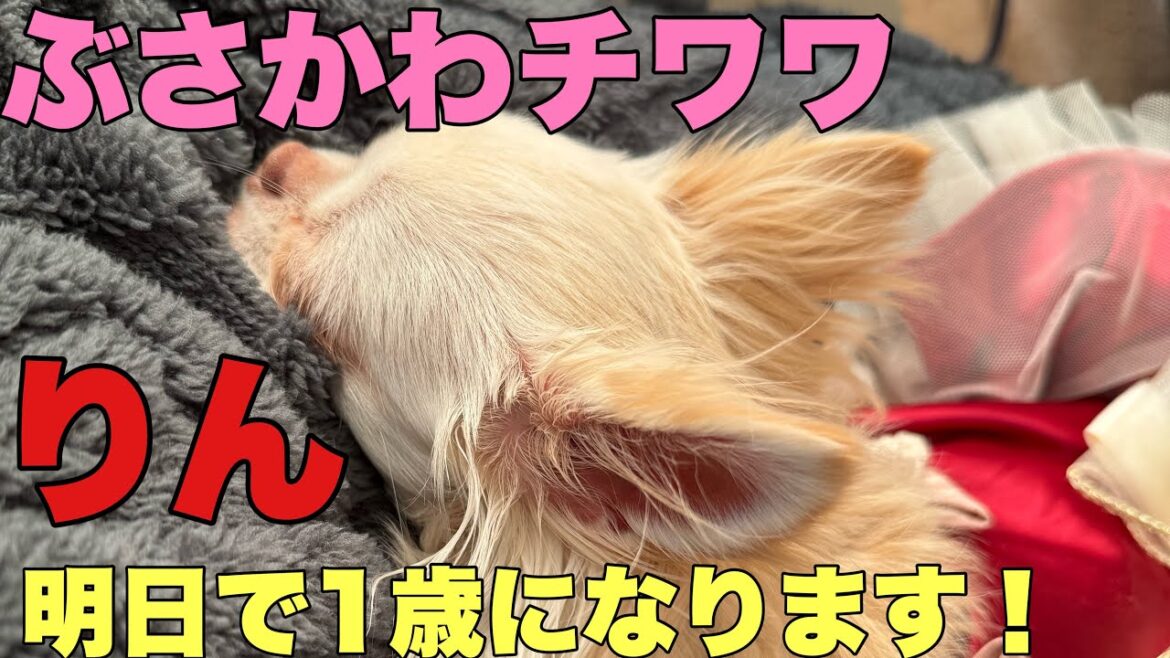 ぶさかわチワワりん。明日で1歳になります！