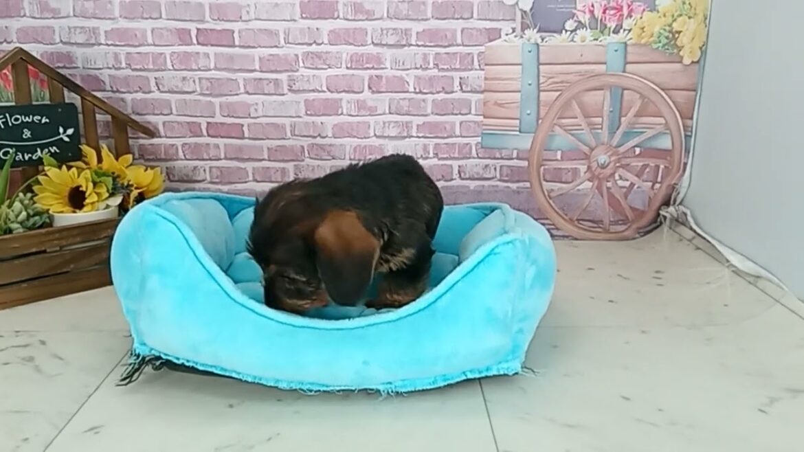 703838 Ｍ・ダックスフンド（ワイヤーヘアー）