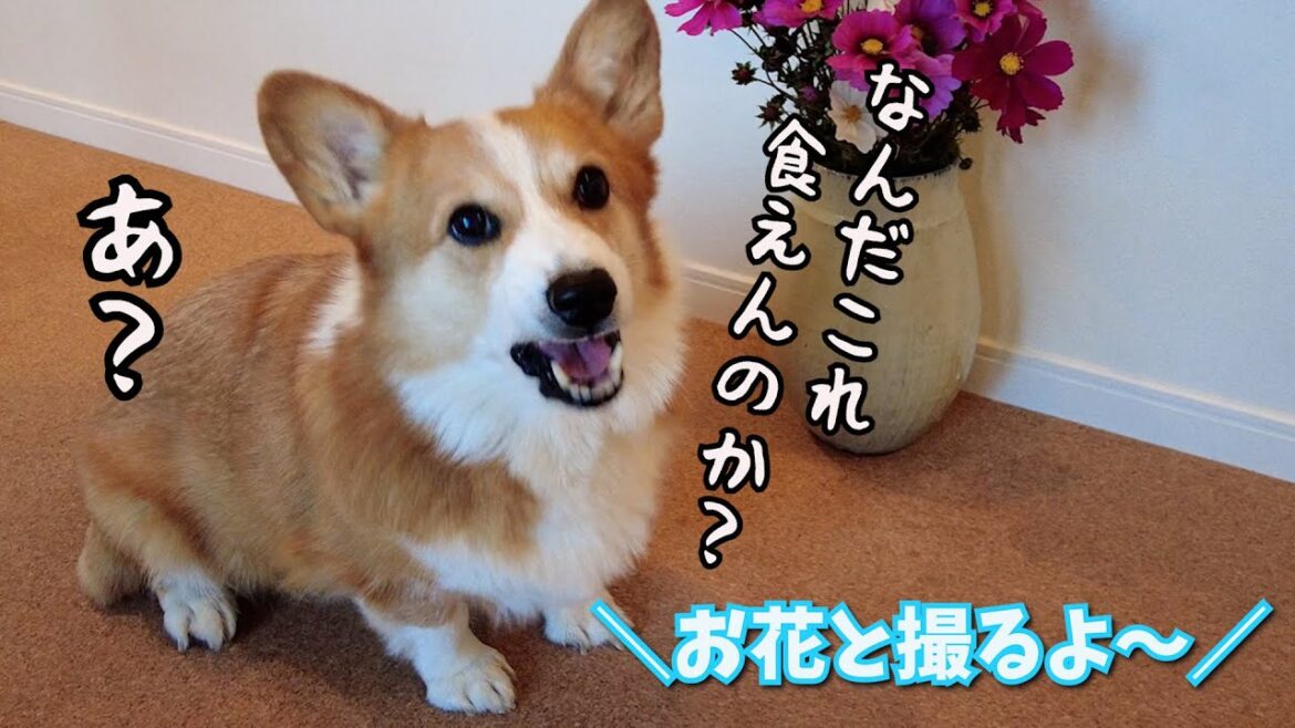 愛犬が「花より団子」すぎて悲しい