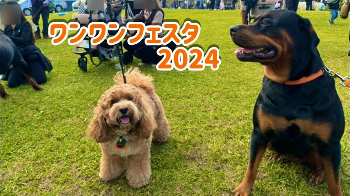 犬も人間も楽しすぎたドッグイベント【ロットワイラー】 犬も人間も楽しすぎたドッグイベント【ロットワイラー】