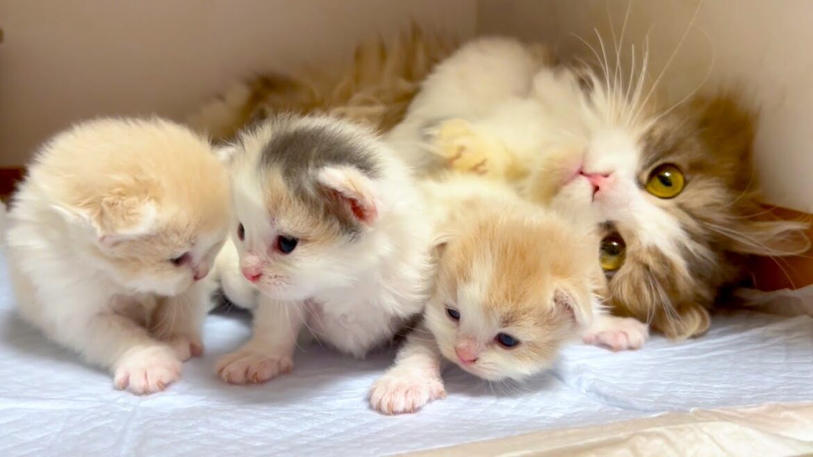 【マンチカンの子猫】子猫産まれておりました♪元気に育っておりますな件 ~猫のいる生活Vol.1066~出産動画 マンチカン短足・ミヌエット・ペルシャ猫専門ブリーダー『ペット蔵人』【子猫の成長記録】 【マンチカンの子猫】子猫産まれておりました♪元気に育っておりますな件 ~猫のいる生活Vol.1066~出産動画 マンチカン短足・ミヌエット・ペルシャ猫専門ブリーダー『ペット蔵人』【子猫の成長記録】