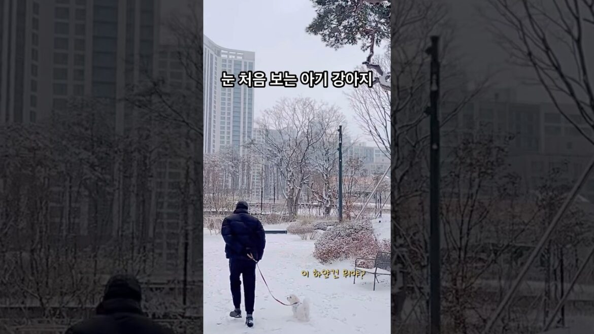 눈 처음 보고 토끼처럼 뛰는 아기 강아지 #shorts