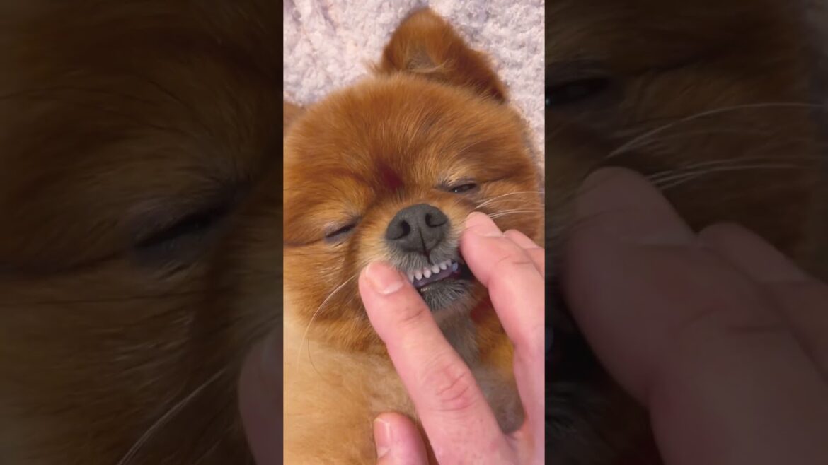 #犬#ポメラニアン#ポメラニアンのいる生活#寝顔　とんちゃんお正月おわるらしいよ？