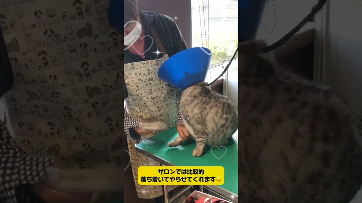 ブリティッシュショートヘアー てんちゃん☆彡シャンプー＋マイクロバブルご利用🐾#cat#猫