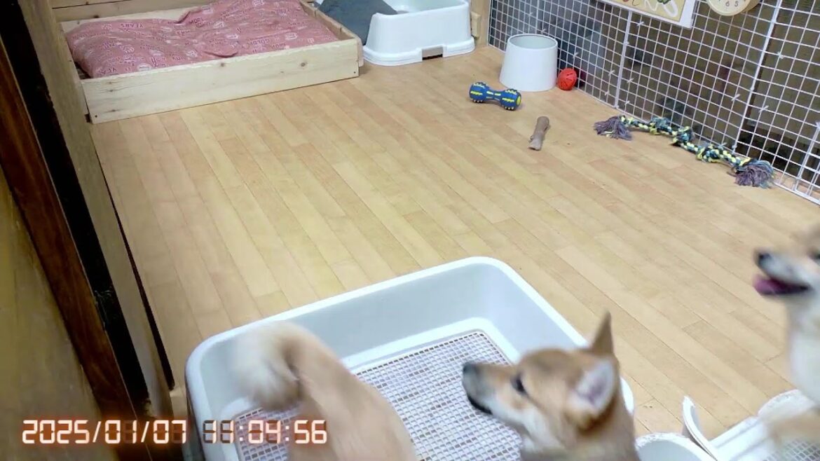 柴犬なつ!子育て生配信【生後120日】なつファミリー!柴フェス2025申込完了!! 柴犬なつ!子育て生配信【生後120日】なつファミリー!柴フェス2025申込完了!!