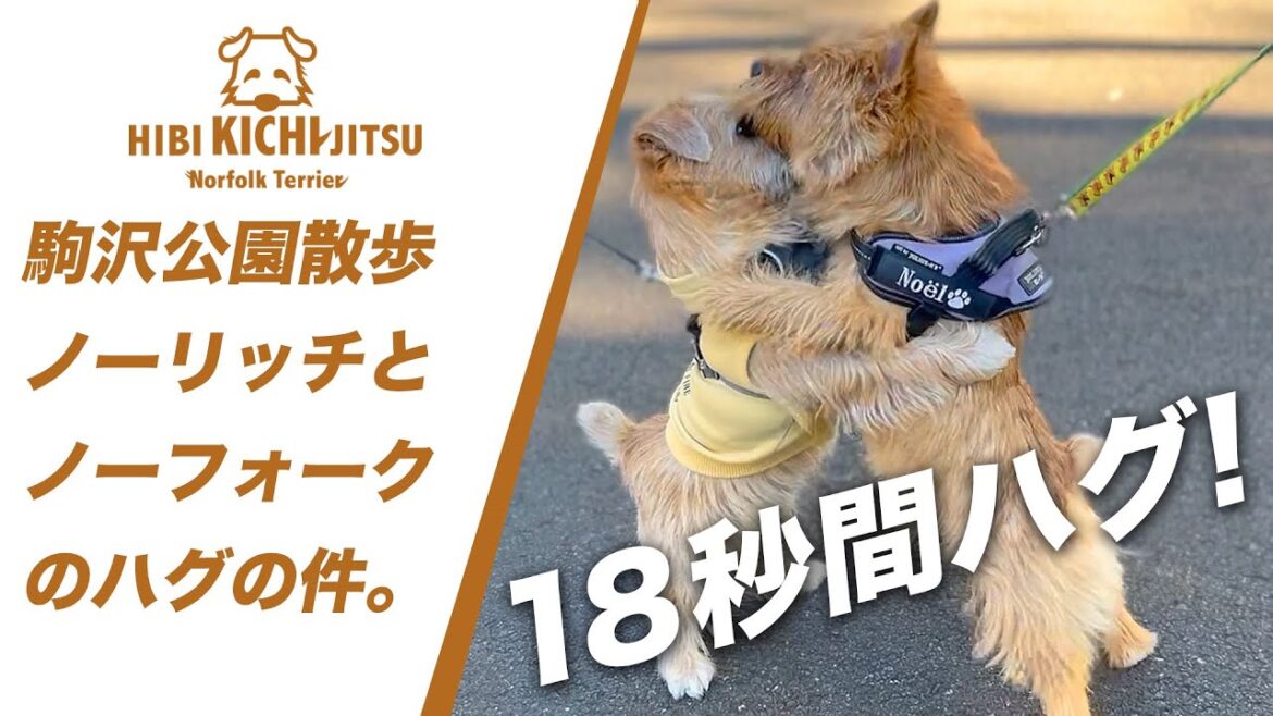 駒沢公園散歩 ノーリッチとノーフォークのハグ【ノーフォークテリア  puppy 犬 dog  】
