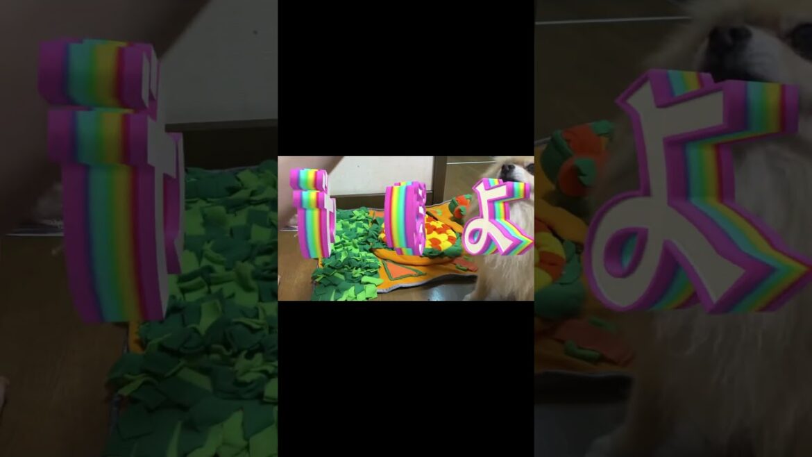 ノーズワークマットで犬と遊ぶ #ポメラニアン ノーズワークマットで犬と遊ぶ #ポメラニアン