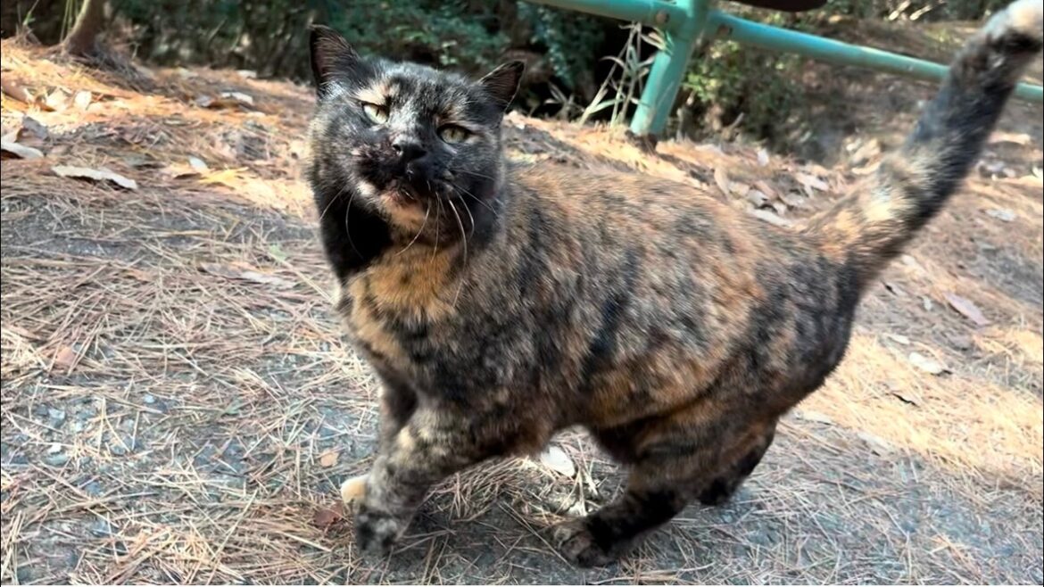ついて来た森のサビ猫ちゃんシッポ振って足フミフミ大喜び