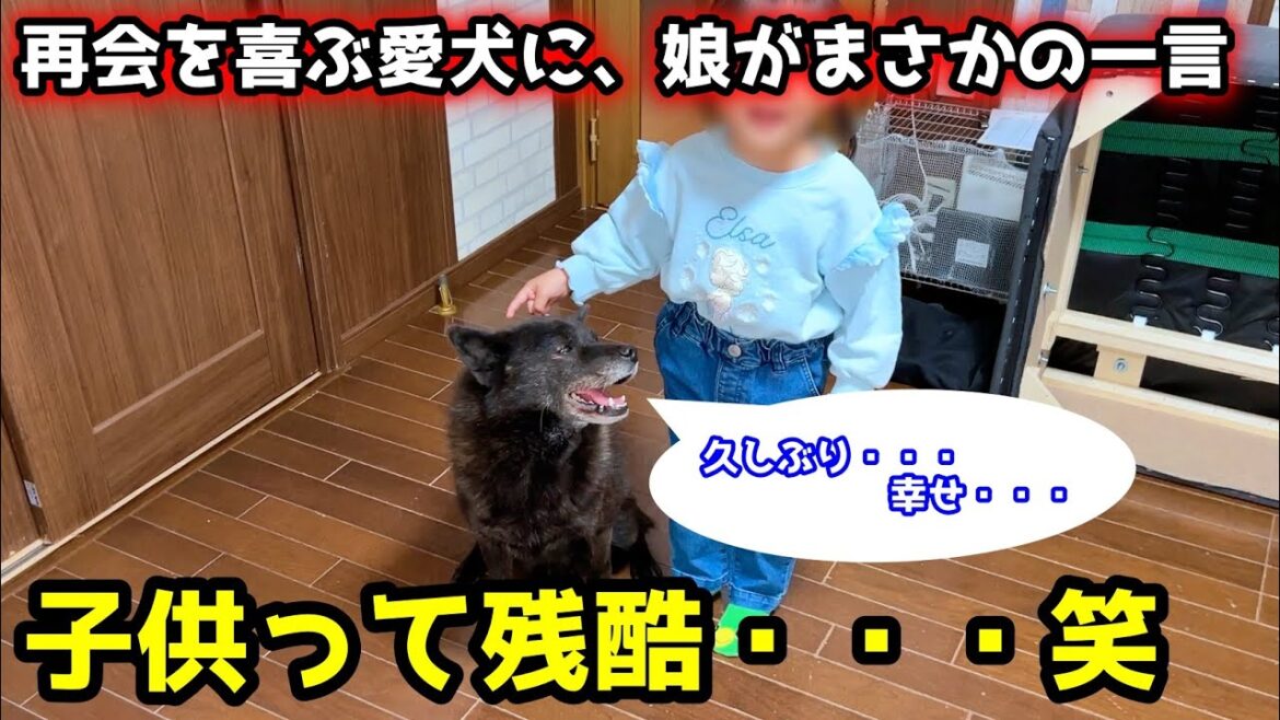 【再会】子供と久々に遊んで嬉しすぎる甲斐犬が娘のまさかの一言でこうなりました