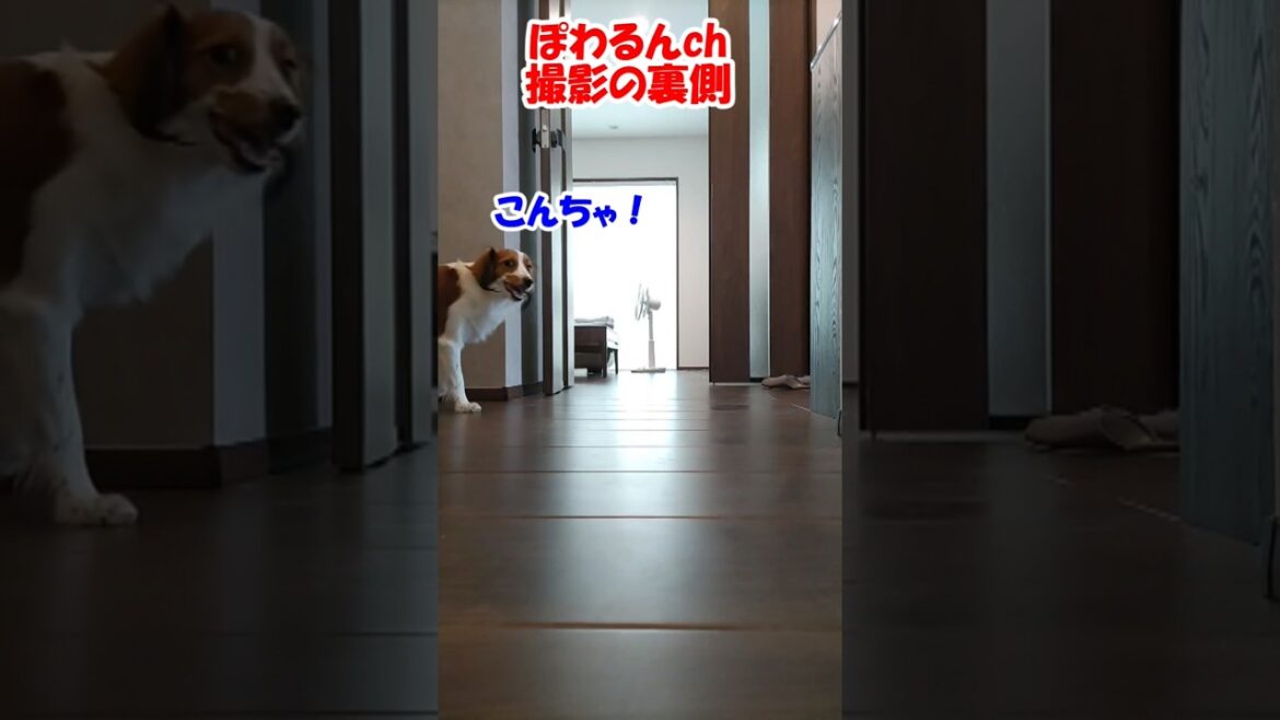 ぽわるんch撮影の裏側【コーイケルホンディエ】【保護猫】