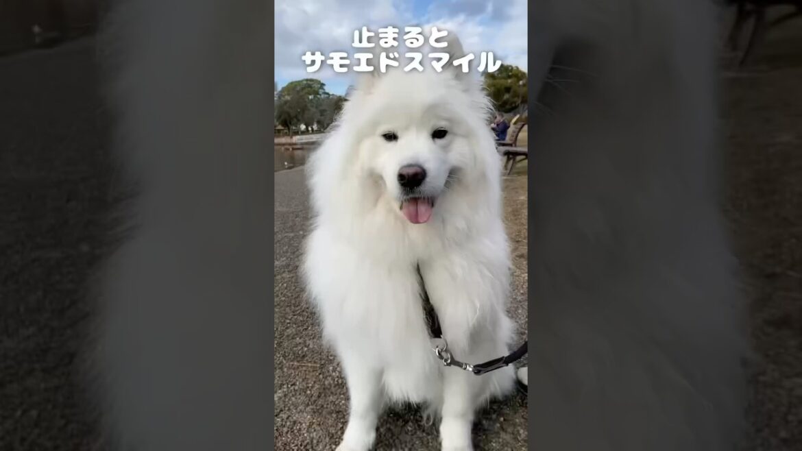 散歩中、ベロ👅がはみ出しまくって可愛すぎるサモエド　#サモエド #samoyed