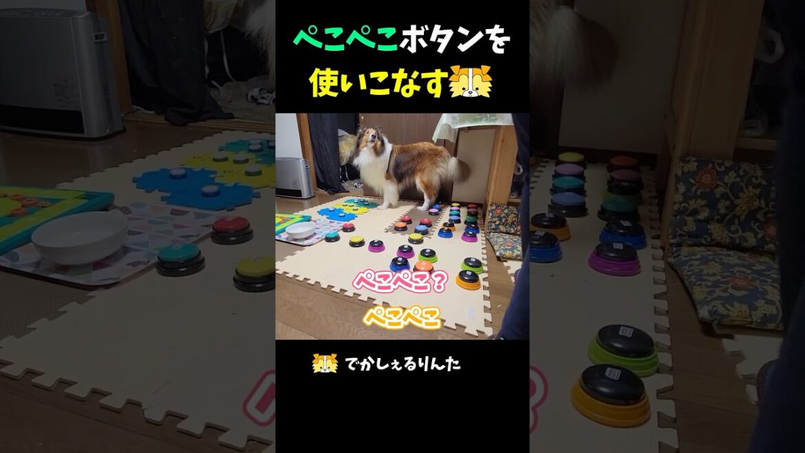 ぺこぺこボタンを使いこなすシェルティ【会話ボタンでしゃべる犬】 #shorts #dog