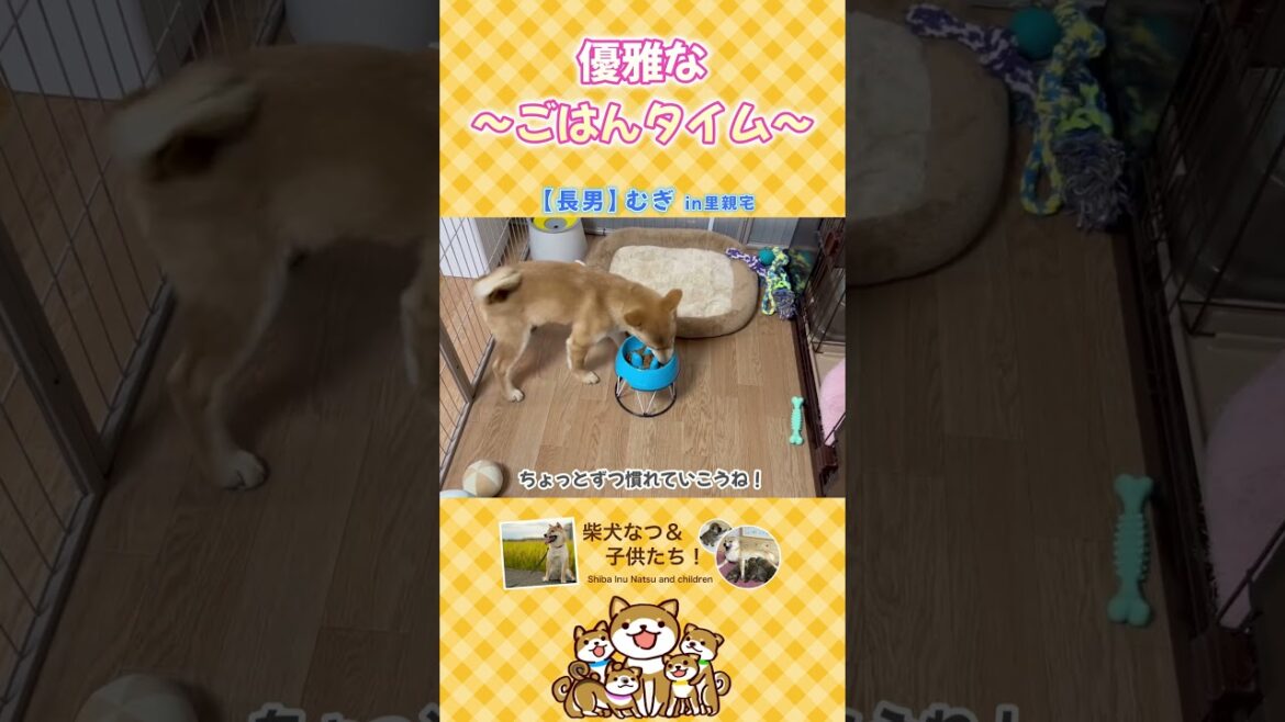 長男むぎの優雅なごはんタイムレポート！#柴犬 #子犬 #dog #shibainu