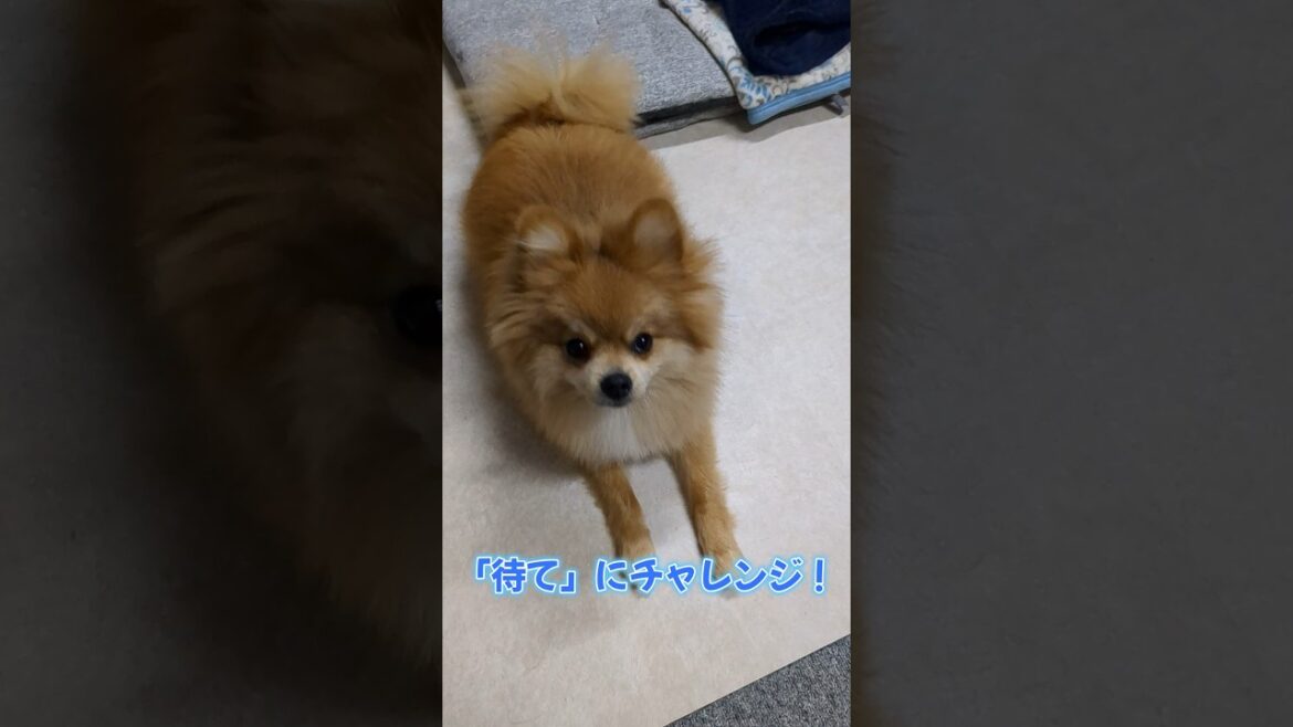 食いしん坊なポメラニアンVSちゅるビ~#shorts #ポメラニアン #pomeranian #癒し