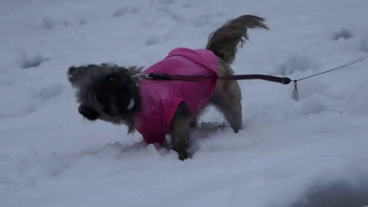 ケアンテリアのはなくる、雪は食べるもの？！