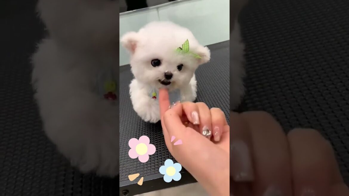 超小型ビションフリーゼの可愛すぎる瞬間！転がる、走る、飼い主に駆け寄る！ #ビションフリーゼ #かわいい #犬