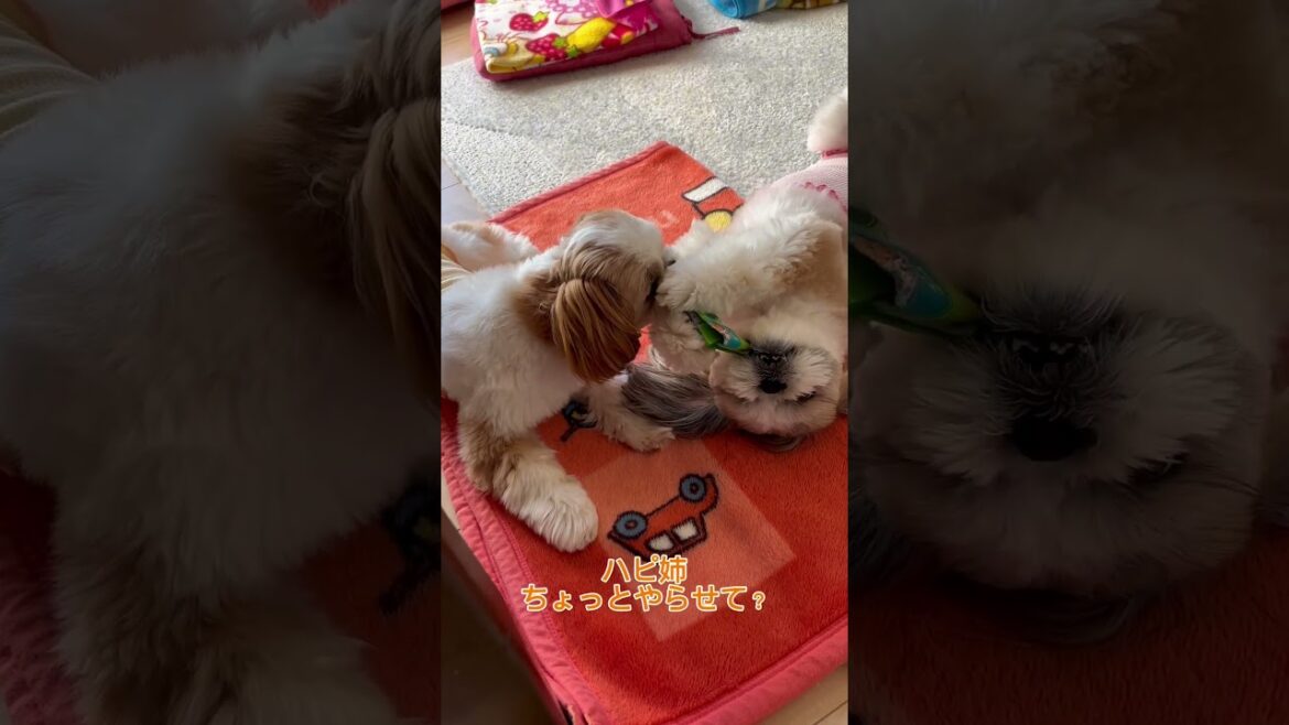 ほのぼの🫧#dog #happy #犬のいる生活 #シーズー #love #shihtzu #秋田 #秋田県 #かわいい犬  #ショート動画
