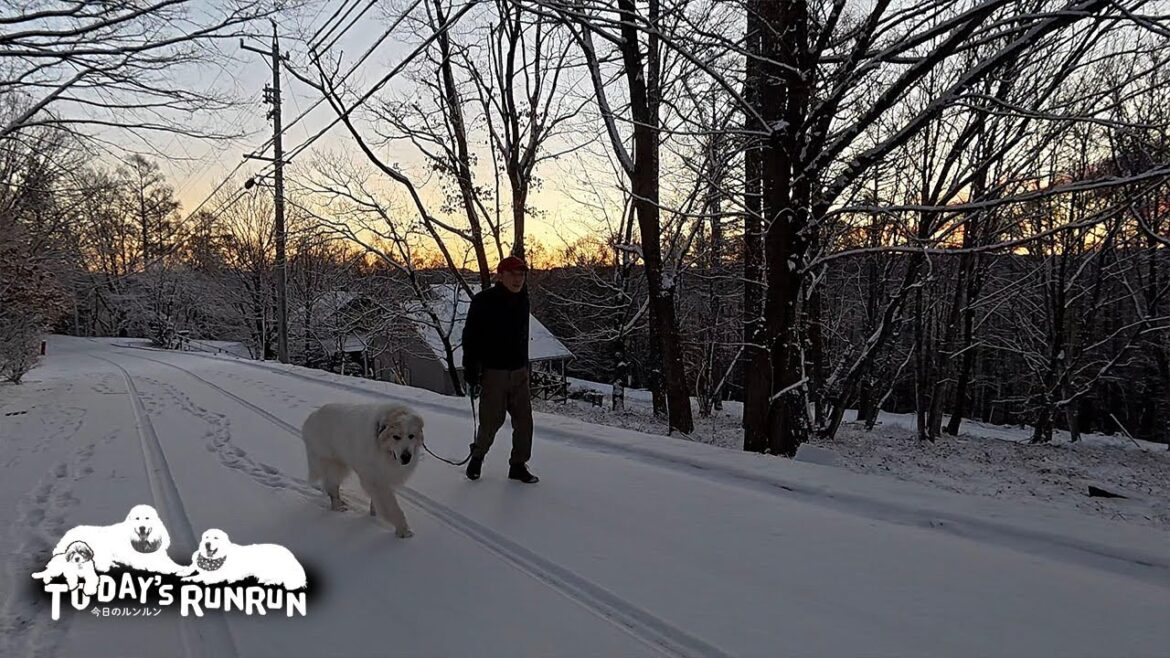 大好きな雪道でもお父さんを引っ張らずお利口に歩くアランです　Great Pyrenees　グレートピレニーズ
