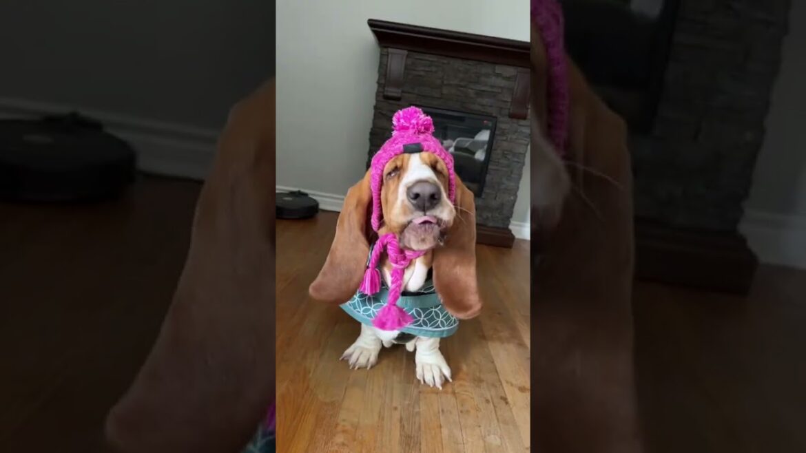 Maui and guss dressing 😍🔥 #foryou #shorts