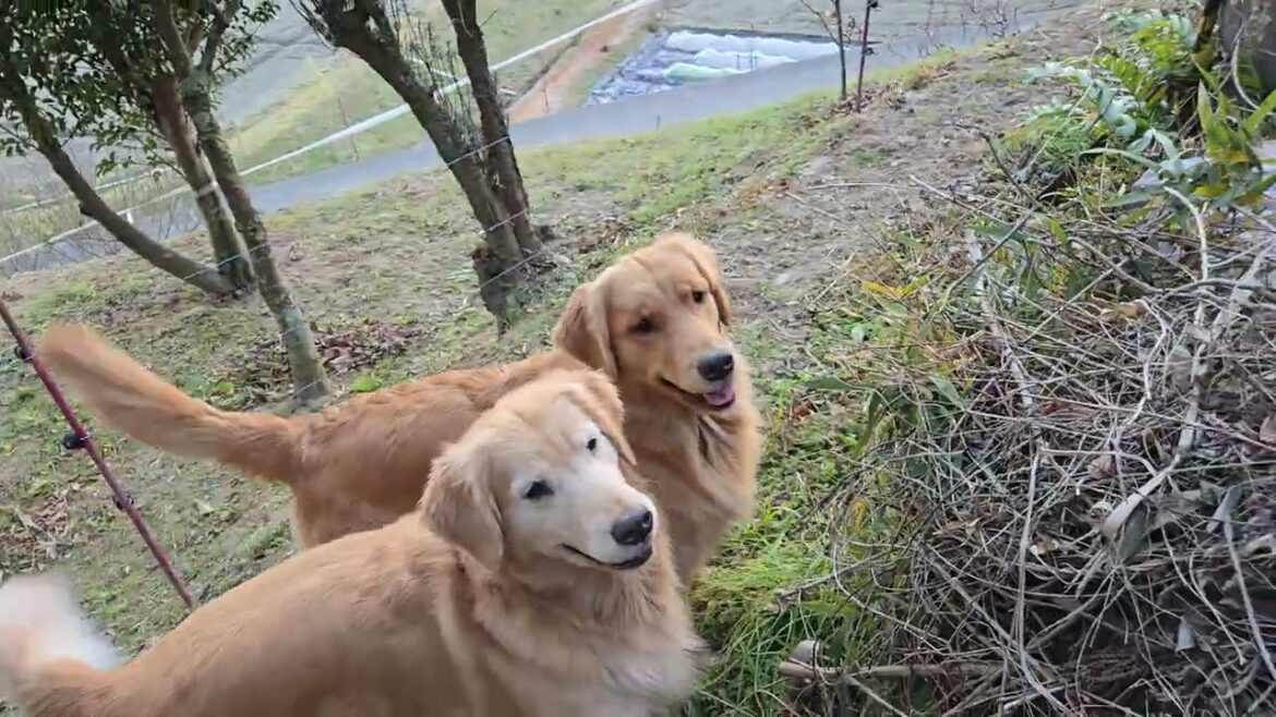 散歩の時間の嬉しさが伝わって来るゴールデンレトリバーとの夕方散歩