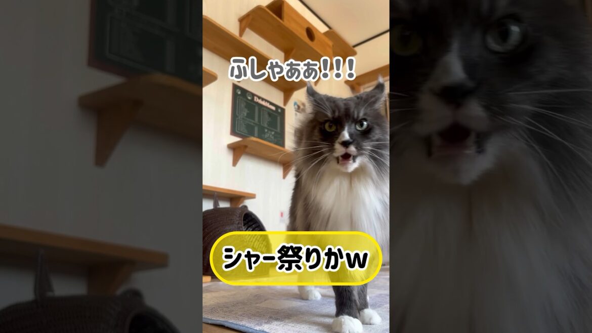 メインクーンだけの【猫カフェの出勤風景】#cat #cooncat #もふ