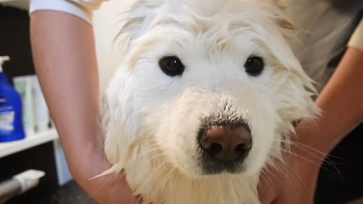 年始早々に洗われるサモエド犬が可愛すぎたw 年始早々に洗われるサモエド犬が可愛すぎたw