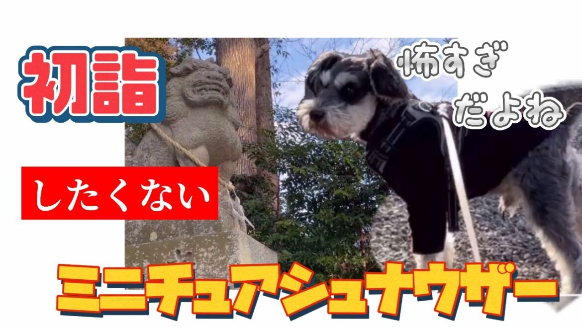 初詣したくないミニチュアシュナウザー