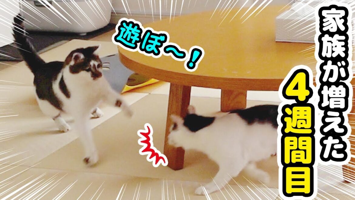 仲良く遊びたいけれど、遊び方がかみ合わない兄弟猫 仲良く遊びたいけれど、遊び方がかみ合わない兄弟猫