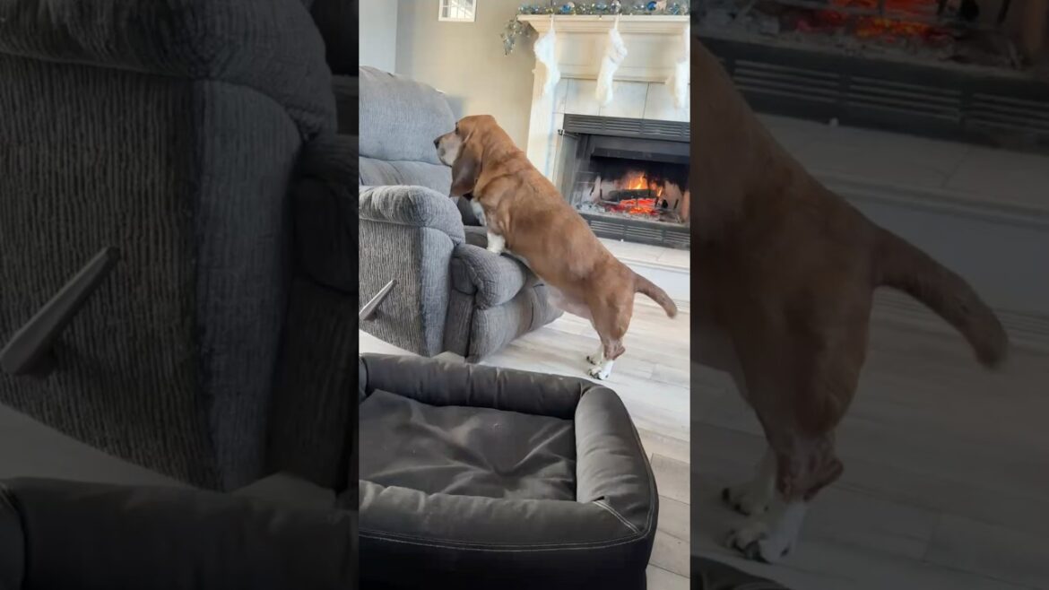Walter's BIG Chair Conquest Will He Succeed? #pets #funnyvideo #dog