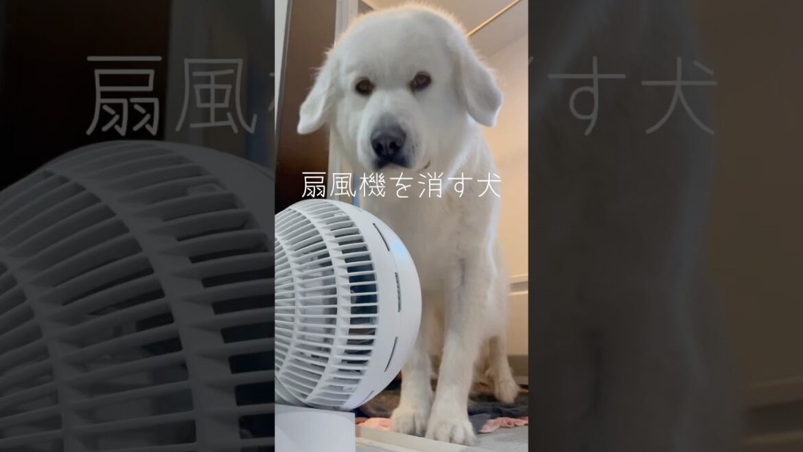 身体が乾いてきたら自分で消すよ😂　　　　　　#グレートピレニーズ#GreatPyrenees #おもしろ犬動画