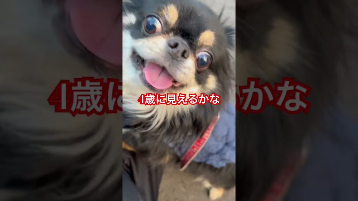 4歳のちわわ。丸顔で太り過ぎたかも #cover #music #chainsawman #癒し #チワワちゃん #トイプードル #狆チワ #犬のいる生活#癒し#チワビー