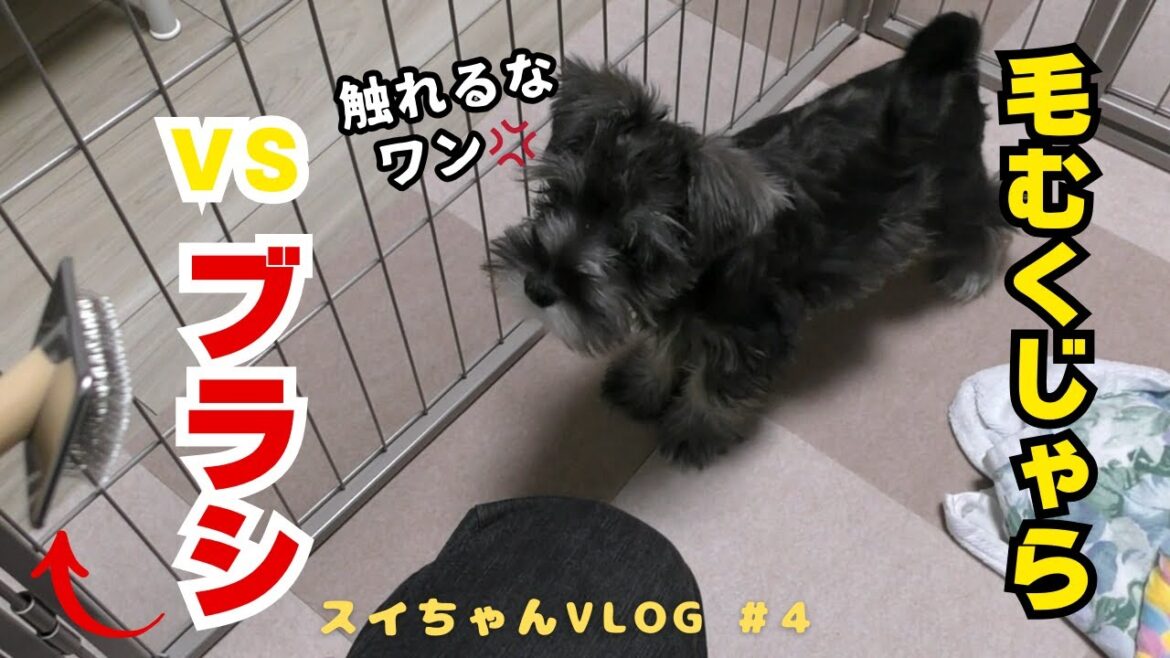 毛むくじゃらのミニチュアシュナウザー #ミニチュアシュナウザー