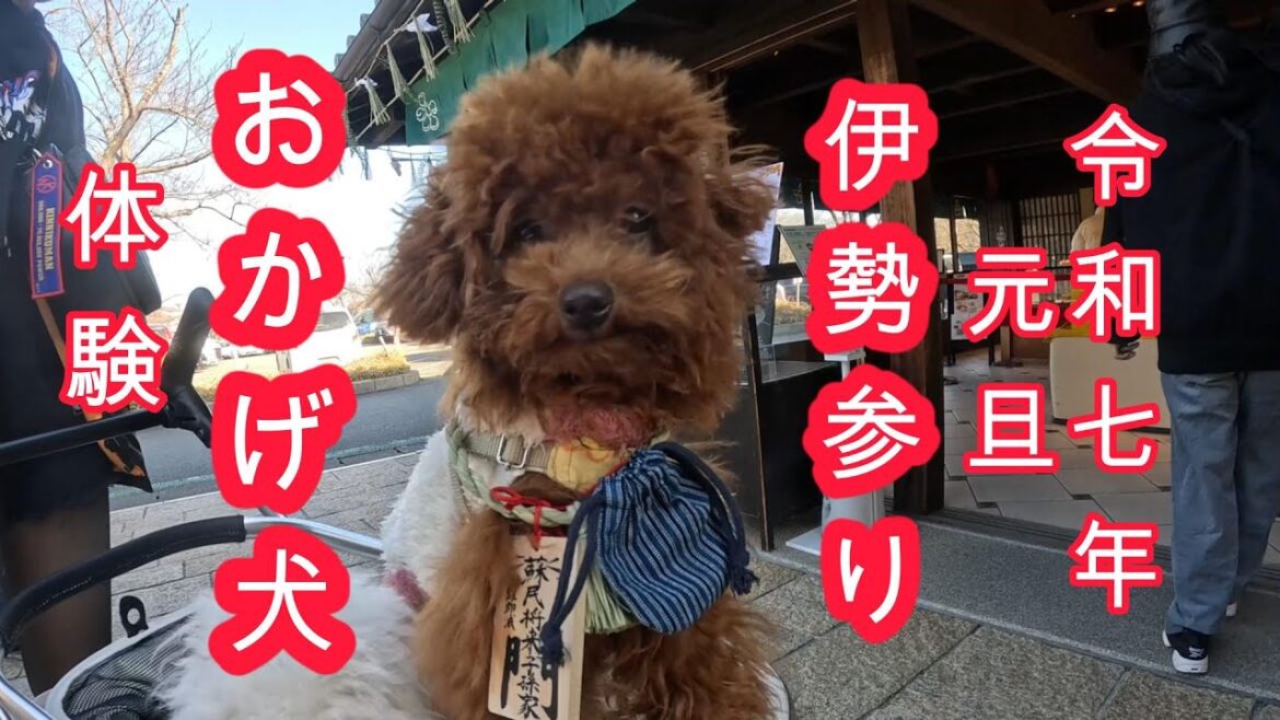 梅と桃の元旦、伊勢参り・後編（おかげ犬体験と伊勢神宮初詣参拝、梅と桃が令和7年第1号の「おかげ犬」になる？）