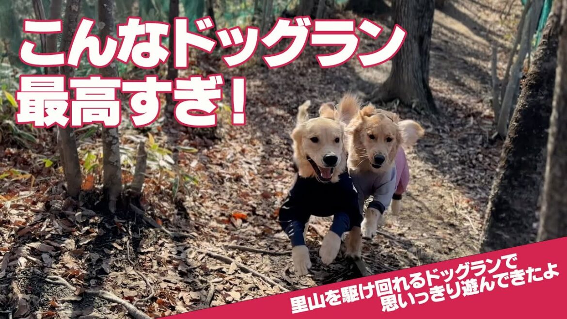 【多頭飼いで行くドッグラン】はしゃぎすぎのエルがまさかの珍プレー 【多頭飼いで行くドッグラン】はしゃぎすぎのエルがまさかの珍プレー