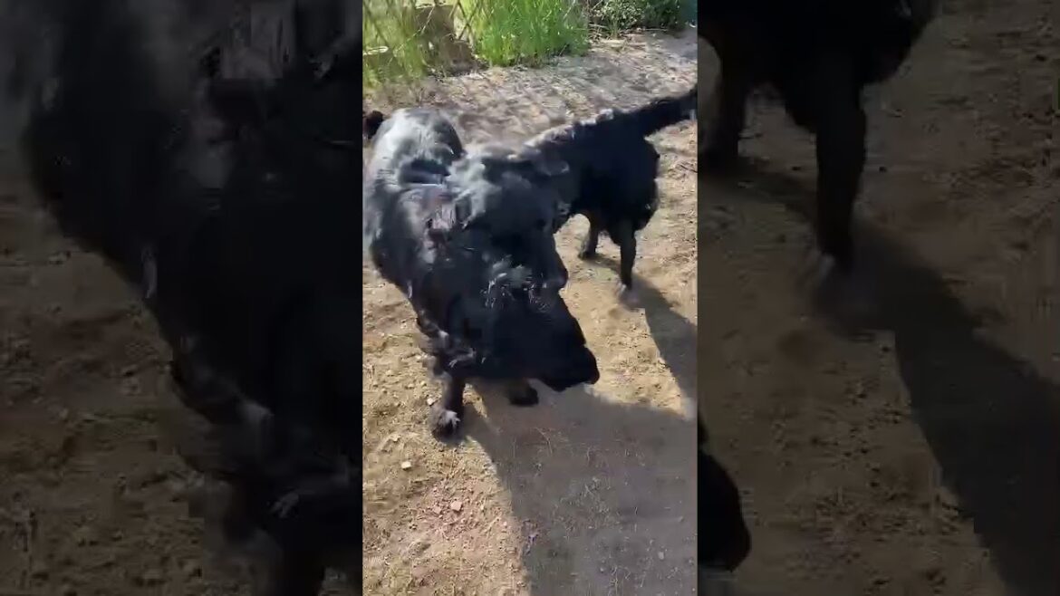 こ、これはじゃれあいです。#フラットコーテッドレトリバー #フラット#flatcoatretriever #flatcoated こ、これはじゃれあいです。#フラットコーテッドレトリバー #フラット#flatcoatretriever #flatcoated