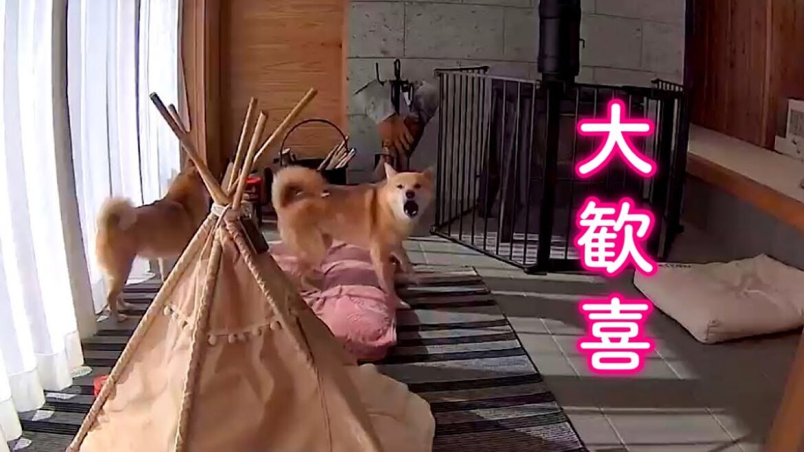 飼い主が帰ってくると寂しさを爆発させもの凄い大声で喜ぶ柴犬が可愛い