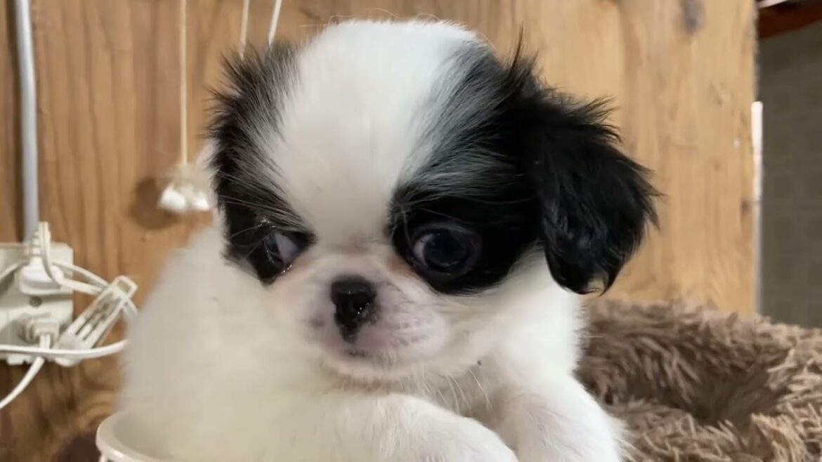 狆 (チン) 【狆専門犬舎】元気いっぱいな子です　9737