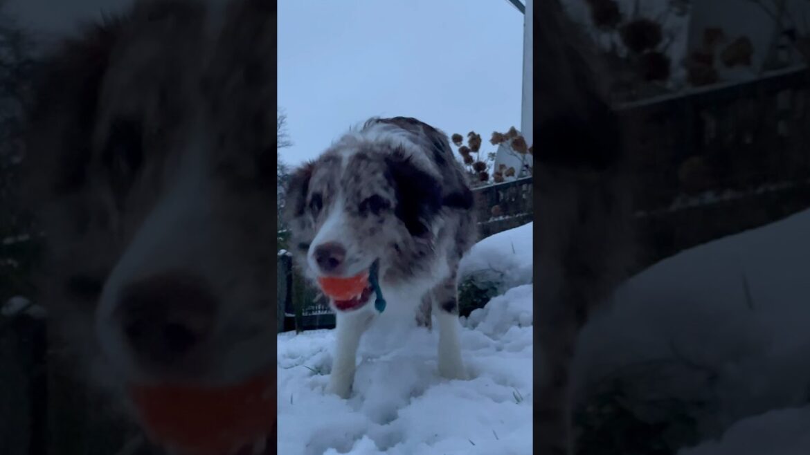 HIER 👆🏻 das komplette Video in Vollformat // Marley vs Schnee ❄️🐶 #2025 #shepherds