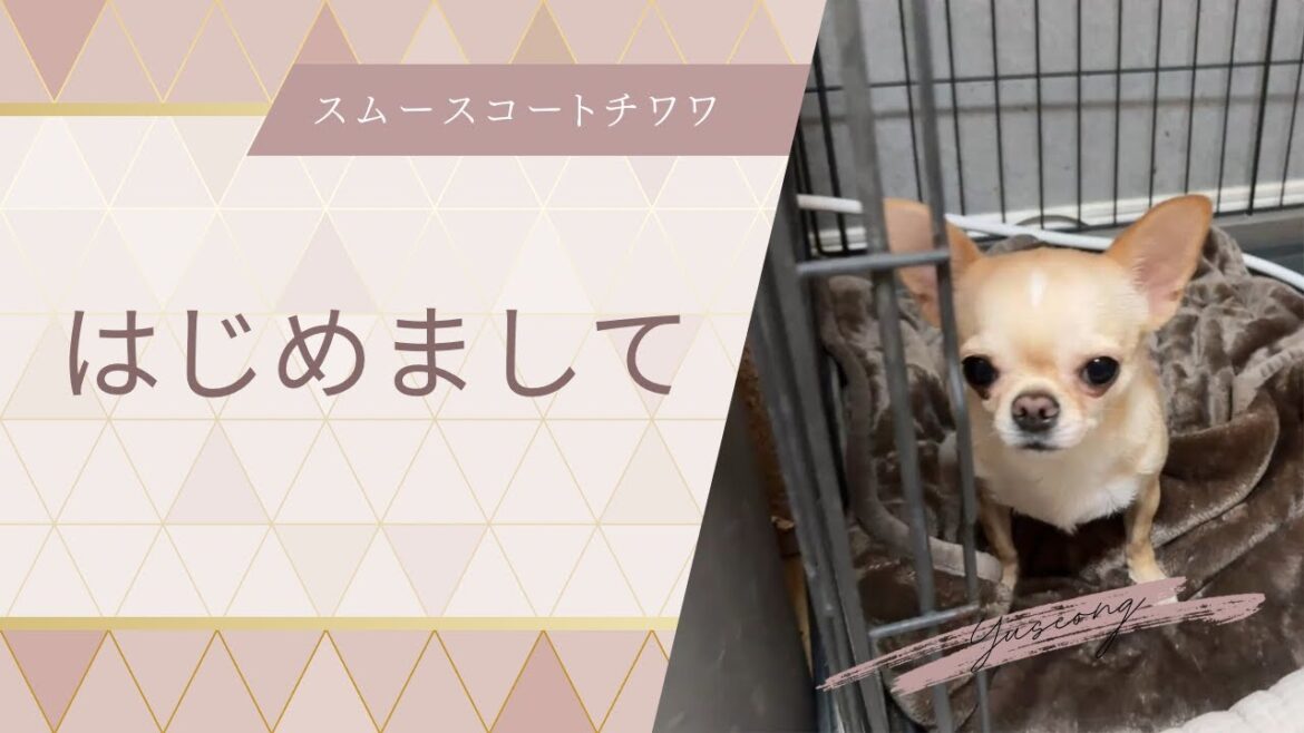 スムースコートチワワの女の子がやってきた! スムースコートチワワの女の子がやってきた!