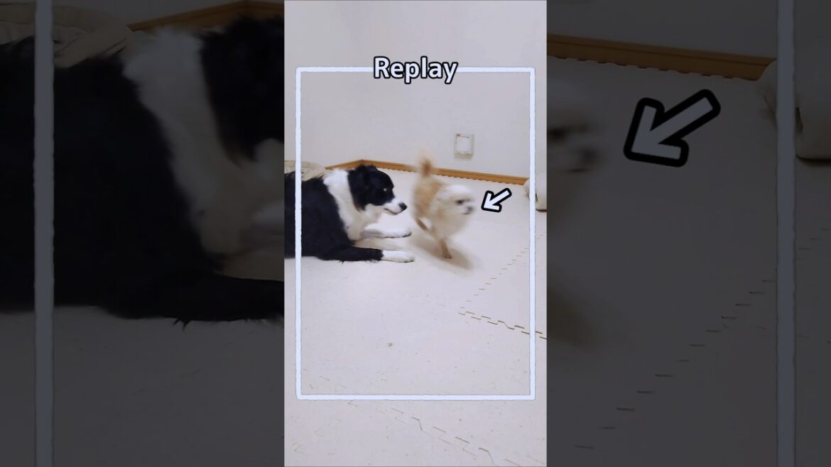 謎ルールのボール遊び【チワプー&ボーダーコリー】 #short #犬との暮らし #犬のいる生活 謎ルールのボール遊び【チワプー&ボーダーコリー】 #short #犬との暮らし #犬のいる生活