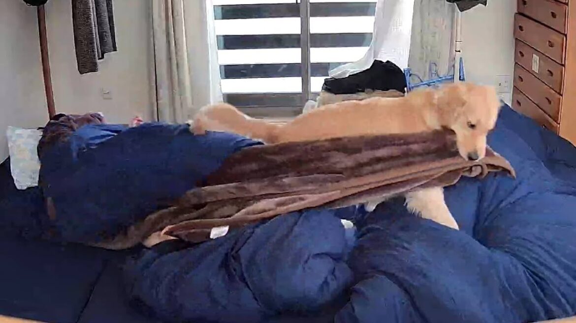 お別れの朝。起きない私を母親のように起こす子犬に脱帽・・。【Golden Retriever japan】 お別れの朝。起きない私を母親のように起こす子犬に脱帽・・。【Golden Retriever japan】