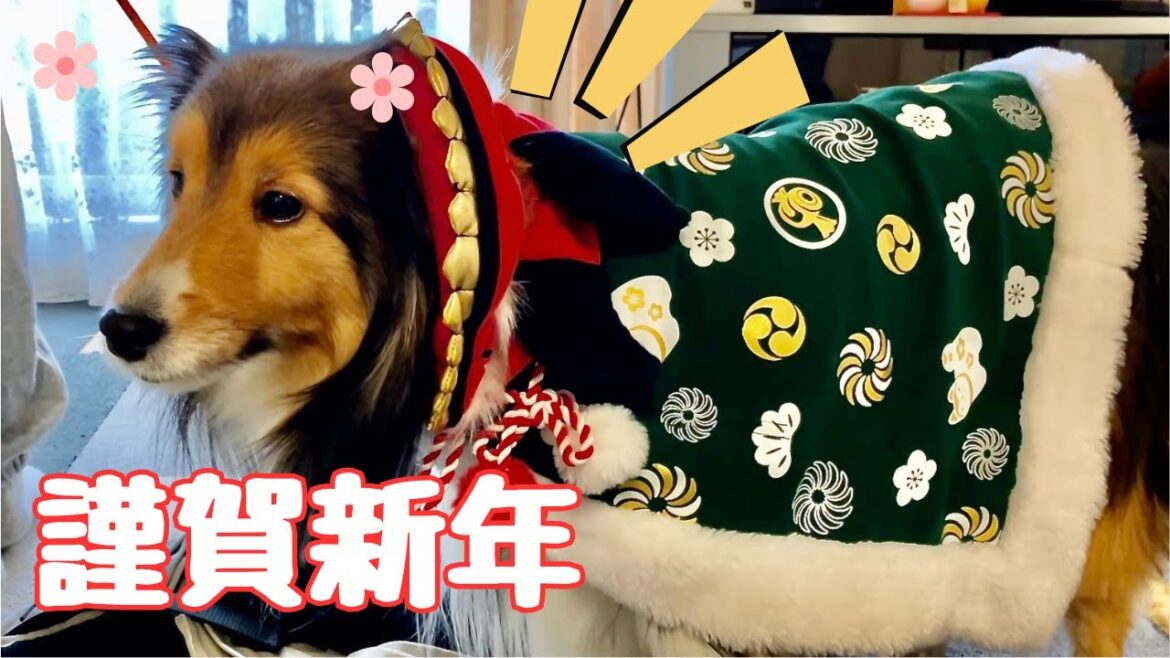 犬を飼っているとお正月はこんな感じ