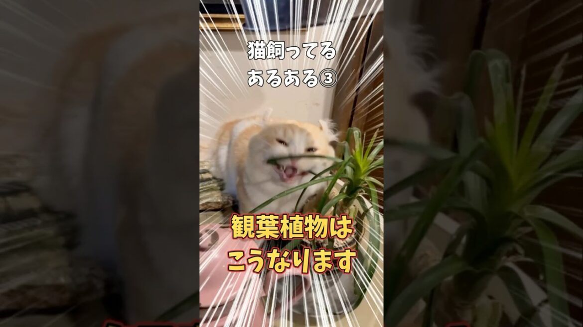 猫飼ってるあるある～被害編～ #猫 #キンカロー #マンチカン #短足部 #cat