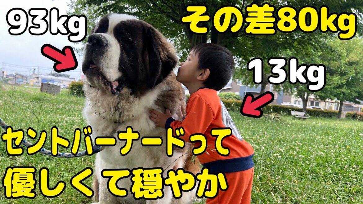 【セントバーナード】体重差が80kgあるけどセントバーナードは穏やかで優しいよ。孫に何をされても決して怒らない癒しの存在。 【セントバーナード】体重差が80kgあるけどセントバーナードは穏やかで優しいよ。孫に何をされても決して怒らない癒しの存在。