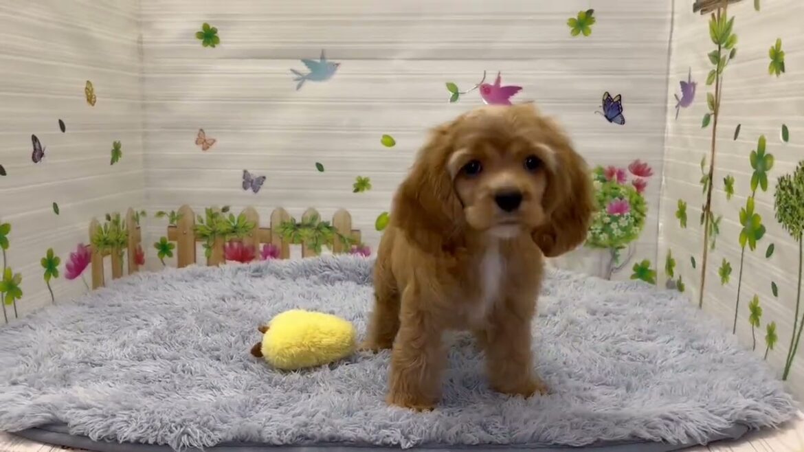 Coo&RIKU　No.689423　アメリカン・コッカースパニエル