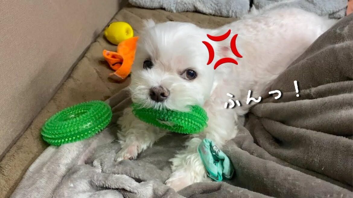 ツンデレ犬がママの言うことを聞かなくなりました