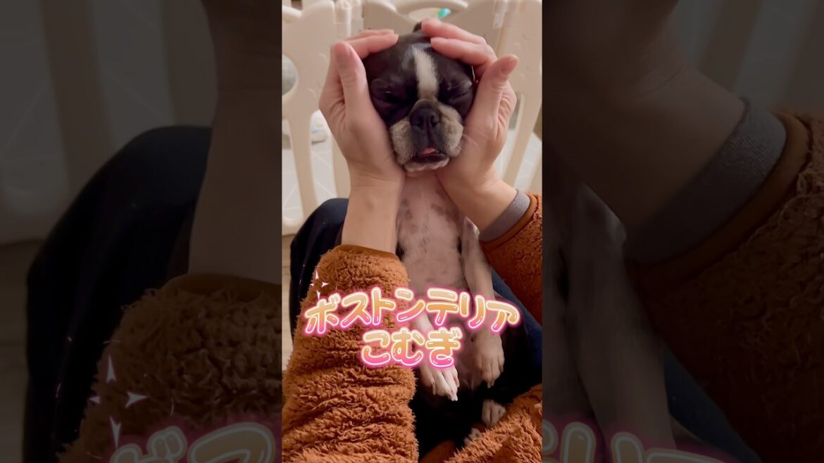 どうしてもベロはしまいきれない👅【ボストンテリア】こむぎ🐶 #shorts