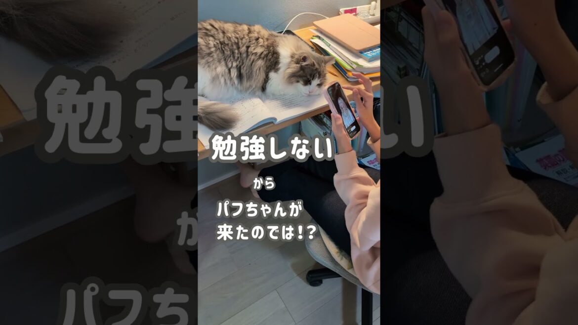 猫のせいじゃないと思う【ノルウェージャンフォレストキャット】＃Shorts
