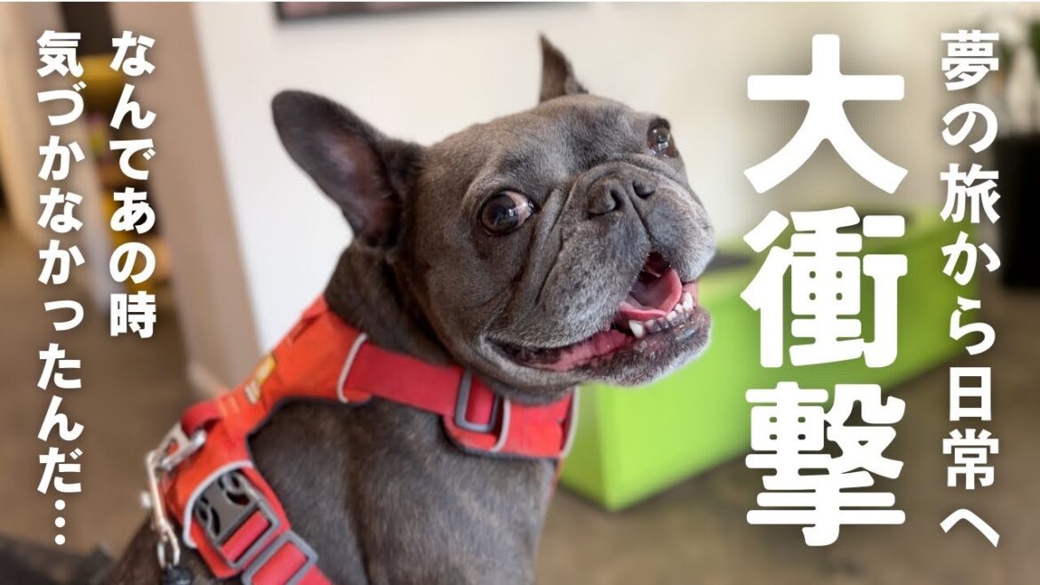 【夢の旅から大衝撃】耳問題で10度目の病院で下された結果、そして驚愕のお知らせ 【夢の旅から大衝撃】耳問題で10度目の病院で下された結果、そして驚愕のお知らせ