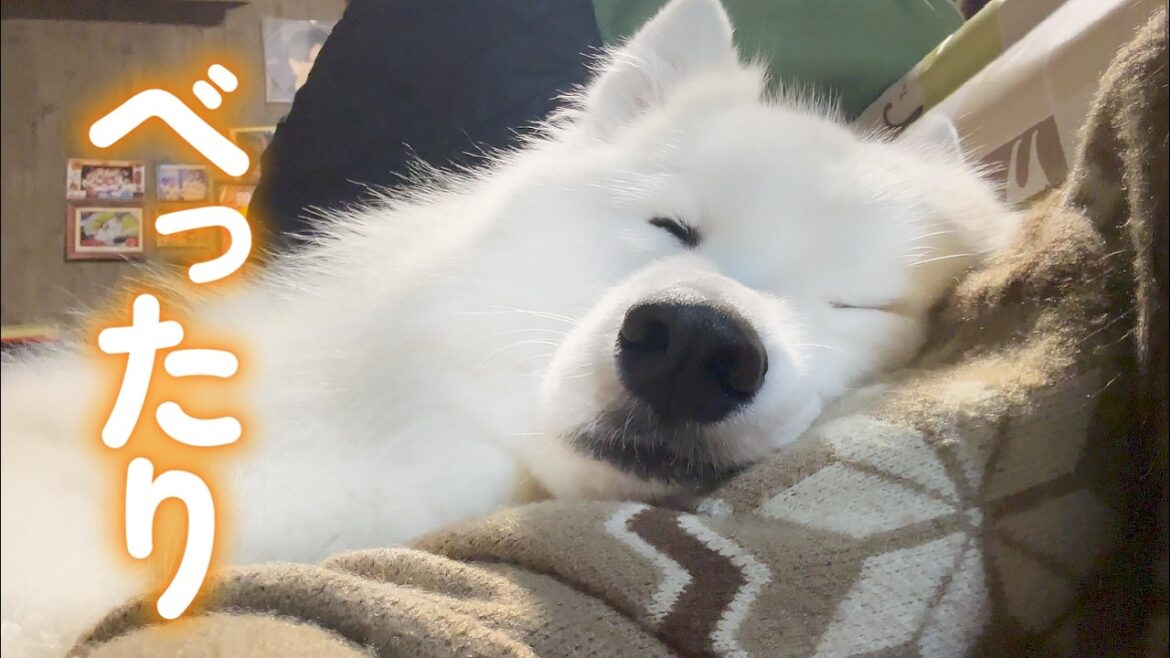 寝るときは誰かにべったりくっついて眠る犬がかわいすぎました… 寝るときは誰かにべったりくっついて眠る犬がかわいすぎました…